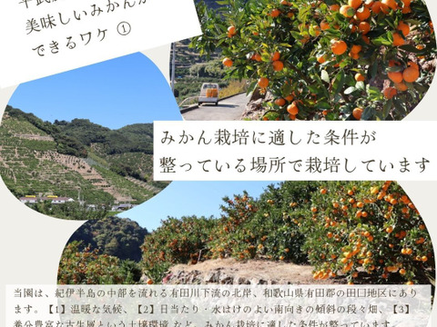 【冬ギフト】農家直送！有田みかん5kg≪2Sサイズ（小玉）秀品≫【平武農園】～蛍飛ぶ町から旬の便り～　和歌山｜有田｜田口｜ギフト｜こだわり　産地直送　お取り寄せ