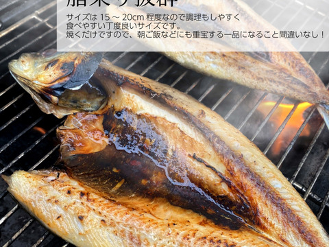 脂のり◎真イワシの開き(天日干し)