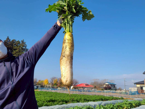 じんわ〜り染みる！冬の濃厚とろ甘大根 約1.8kg（農薬・化学肥料・除草剤・防虫剤不使用）