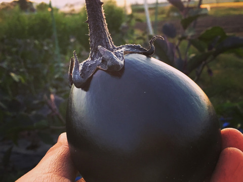 会津伝統野菜 会津丸茄子８個 【農薬化学肥料除草剤不使用】