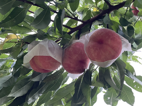 \9月12日まで/【ｶﾘｶﾘ硬めもも】品種おまかせ🍑２キロ 🍑【ご家庭用桃】【訳あり】【全部で４品種】
