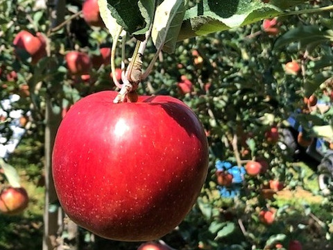 ★選べる４種★オールスター小玉🍎🍏💛💚家庭用約4.5Kg　食べ比べ　サンふじ　王林　シナノゴールド　ぐんま名月　青森県産　数量限定　４種の中から選べる　好きな数　好きな種類