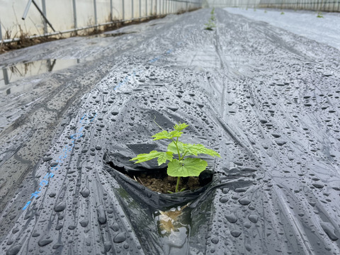 南の島のゴーヤ1kg