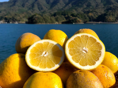 2種の柑橘食べ比べセット【和製グレープフルーツ&熊本みかん 金峰】箱込み8kg