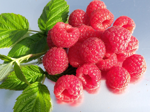 樹上完熟冷凍ラズベリー真空パック100g×６ｐ