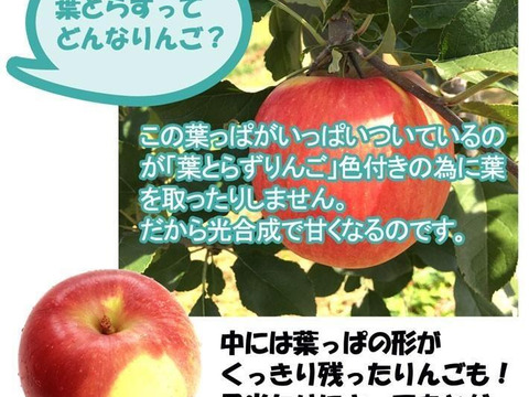 【旬のおまかせ】家庭用葉とらずりんご（無選別）約4.5kg(12-26玉)1~3種類 #NAX0B045