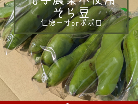 【化学農薬不使用】そら豆/仁徳一寸orポポロ(1kg)