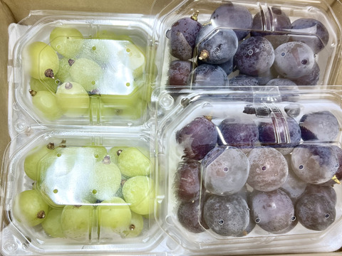 シャインマスカット ピオーネ セット4パック入り  皮ごとガブっと 秋田県産 ハロウィン お菓子 ケーキ プレゼント 誕生日  ギフト お取り寄せ ぶどう 葡萄 パック