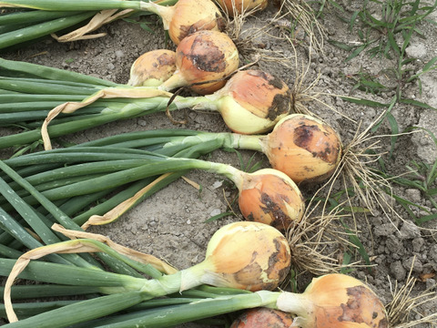 淡路島産タマネギ5kg
農薬・化学肥料・除草剤不使用