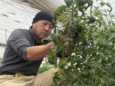 甘酸旨のバランス！ソプラノトマト　1kg