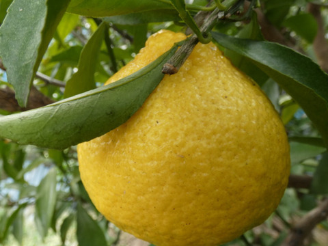 訳あり はるか ５ｋｇ　M玉中心