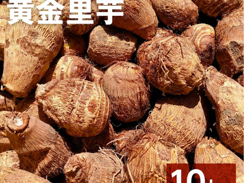 【鳥取県産】黄金里芋 女早生芋 宅急便 10kg さといも サトイモ 山芋