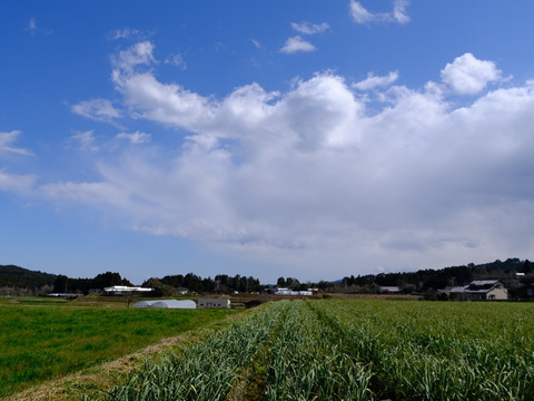 一度食べてほしい綾町産有機ニンニクの芽（500ｇ）