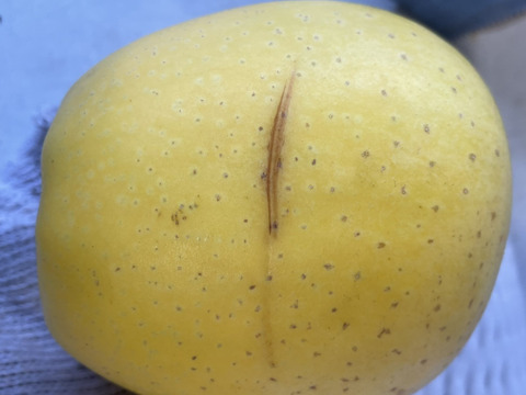 さっぱり系りんご シナノゴールド (B品りんご２㎏)