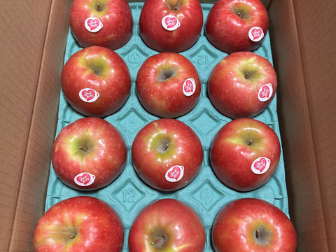 【終わります残り30ケース🍎シャキうま🍎】 ピンクレディー®︎3キロ箱  長野県 信州 安曇野 リンゴ 幻 幻のリンゴ 予約 希少 旬 6玉〜16玉サイズ 商品ID42100