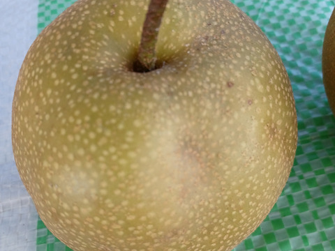 自然栽培の訳あり梨１キロ60サイズ