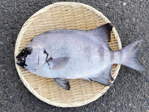 【絶品】石鯛(クロクチ)1.5kg前後