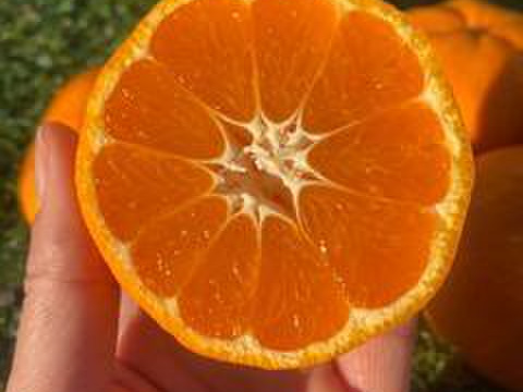 【福袋】採りたて野菜＆果物♥感謝を込めて