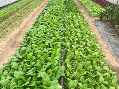 【自然栽培】旬のおまかせ野菜セット｜6～7品目★農薬・肥料不使用