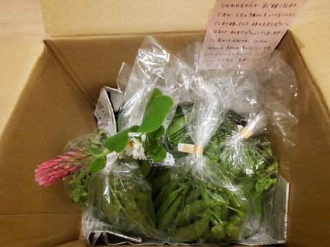 採りたて直送！！絹さや＆スナップエンドウ500g
