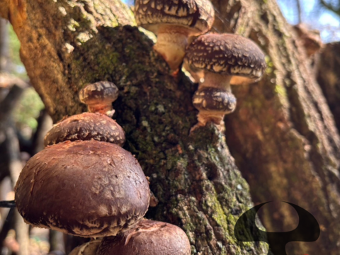 【今が旬！】肉厚の原木椎茸 約900g 生しいたけ 原木しいたけ