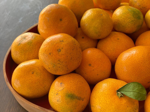 12月中旬発送瀬戸内のこたつでおいしいセット
漁師なのに欲張り
石地みかんもLMサイズ見栄えはしますが潮風育ち綺麗ではないかも　発祥の地倉橋でも石積み段々畑の　石地みかん4kgと煎餅のちりめん【福袋】