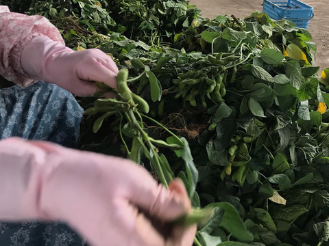 リピート続出！やみつき枝豆2kg