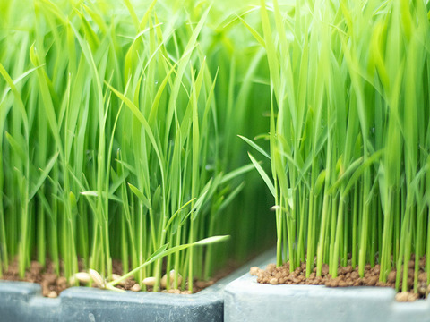 2025年 新潟県保内産コシヒカリ1等 3kg