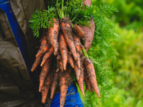 有機人参100％ジュース1本　リンゴが入った人参ミックスジュース1本の詰め合わせ　（　飲み比べて楽しい2種類セット　）