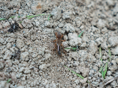 【訳あり】有機ジャガイモ　フードロス対応　10kg