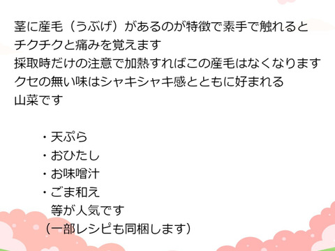 天然山菜 「あいこ500ｇ」くせのないみずみずしい山菜 おひたし、胡麻和え、お味噌汁等に最適