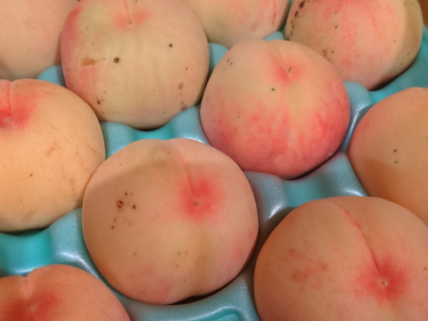 朝採りの樹上完熟・珍しいcx枝変わり
【朱雀桃】自家用3キロ