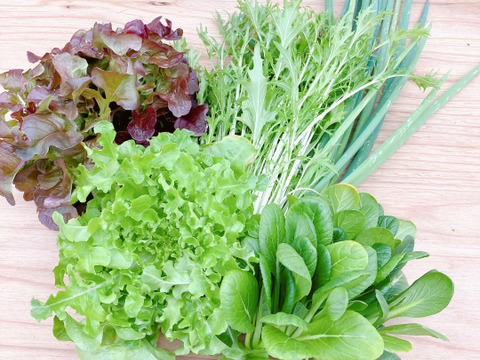 【農薬不使用】極上味わい葉野菜お任せセットS・硝酸態窒素大幅カット！