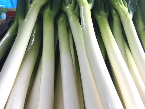 「白ネギ」とろ〜り柔らか♡甘さある長ネギ～カットネギこだわりの果物堆肥2㎏80サイズ＜白い部分のみ1/3に切って箱に詰めてお届けします！＞