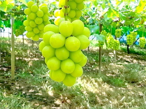 【贈答用】温室栽培シャインマスカット　2房（1.1Kｇ以上）