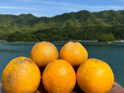 箱込み4kg 3種の柑橘（河内晩柑・自然栽培の紅河内晩柑・甘夏