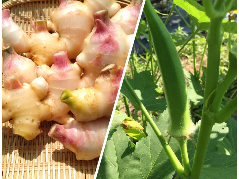 新生姜と丸オクラのセット【農薬・化学肥料 不使用】