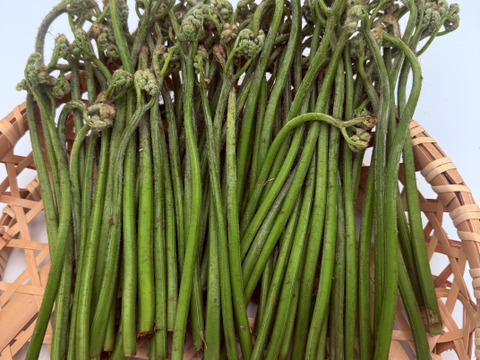 岩手県産 わらび 500g 天然 山菜 春の味覚 おひたし 煮物 味噌和えに