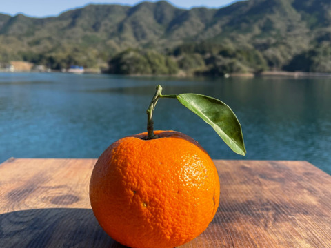 箱込み4kg 橙栽培期間中農薬・化学肥料を使用していない　人と環境に優しい橙