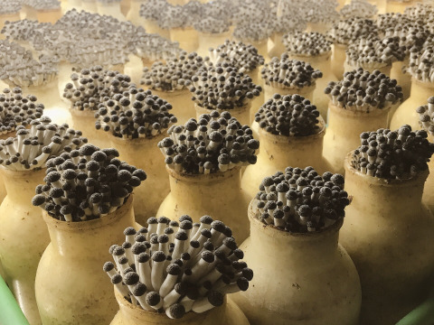 石井食品おまけ付　食べ比べ！信州きのこ詰め合わせ