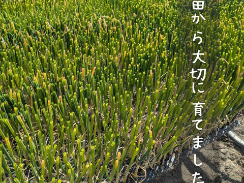 淡路島新玉ねぎ アンサー 10kg｜旨みと甘み、コクが広がる新玉ねぎ