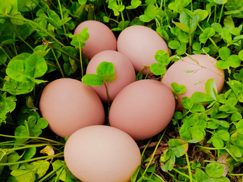 平飼い有精卵 おぼろ月 6個入×12パック 72個入 遠藤農園 埼玉県加須市 後藤もみじ卵