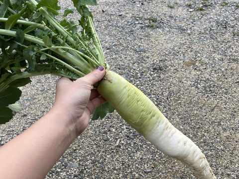 農薬不使用の野菜詰め合わせを80サイズでお届け