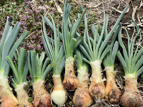 【期間限定】葉付き新玉ねぎ4kg 農薬・化学肥料不使用