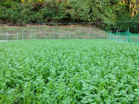 🌿南三陸せり🌿　
1kg（２００g✕５束入り）