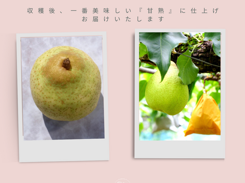 【希少】甘熟☆鴨梨（ヤーリー）別名-香り梨　3kg 　届いてすぐに召し上がれる甘熟をお届け＊庄内甘熟梨