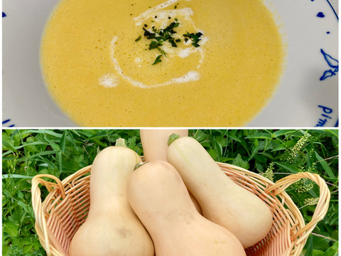 ★栽培期間中農薬肥料不使用！！★ねっとりと甘い！！【バターナッツかぼちゃ】約1.6キロ