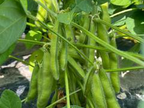 ”畑から採りたて発送”とうもろこし5本＆枝豆3袋（便利なレンチン袋）セット　本州の方限定