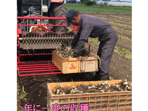 テレビで紹介された生にんにく10玉🧄青森にんにくの王様白玉王👑【月1000箱売れてます】