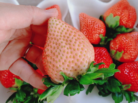 大粒！桃のような風味
完熟恋みのり